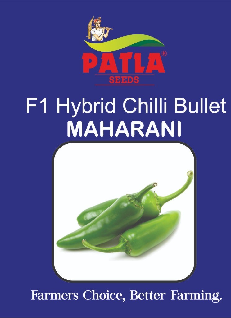 Hybrid Chilli Maharani