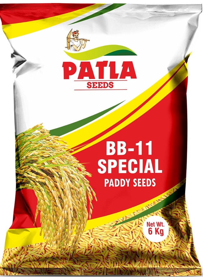 Basmati Paddy