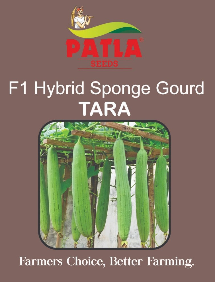 Sponge Guard