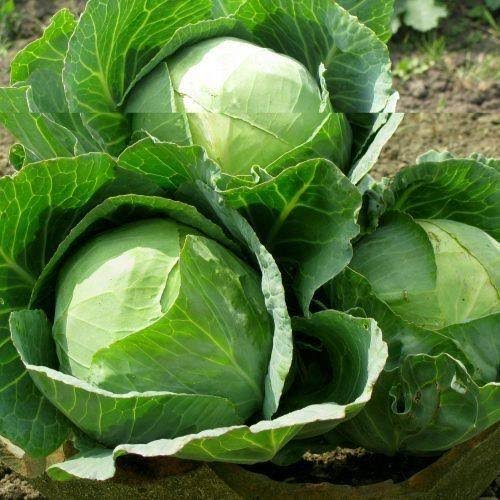 Cabbage