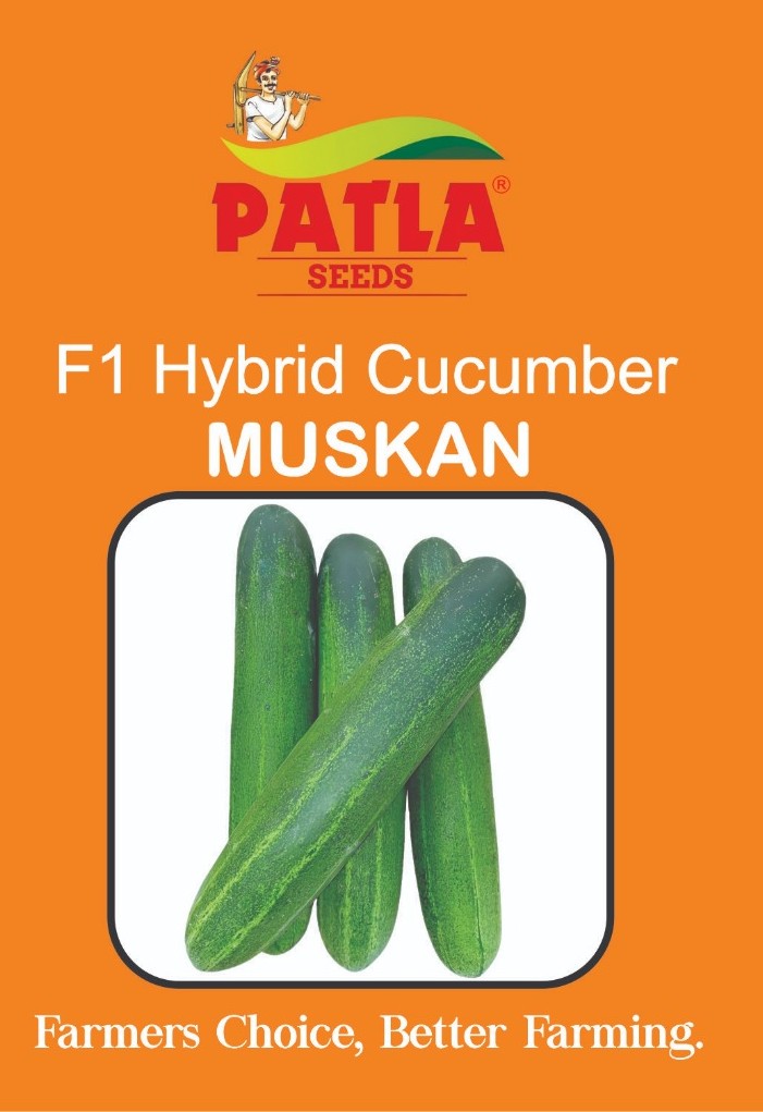 Cucumber